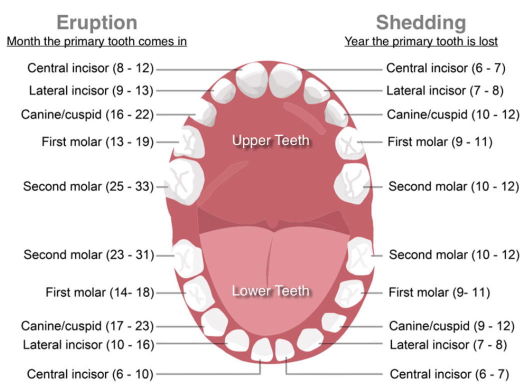 teething with molars